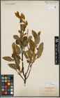 Foto von Salix pyrifolia Andersson